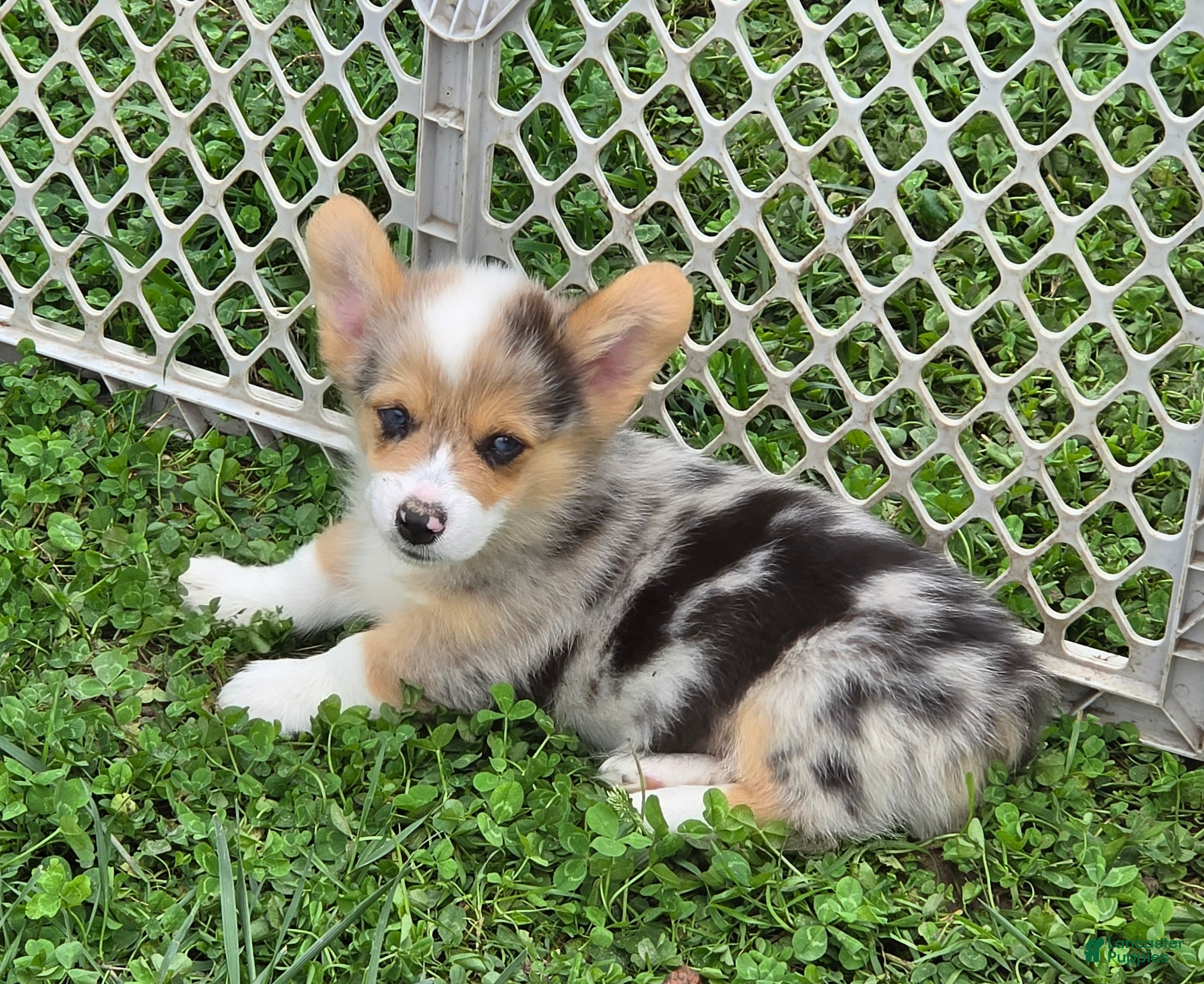 Welsh Corgi Pembroke dogs Gorgeous George  - Ad 2