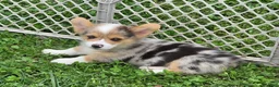 Welsh Corgi Pembroke dogs for sale: Gorgeous George  - Ad 2