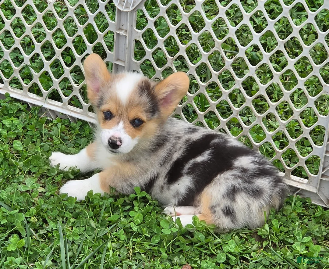 Welsh Corgi Pembroke dogs for sale: Gorgeous George  - Ad 2