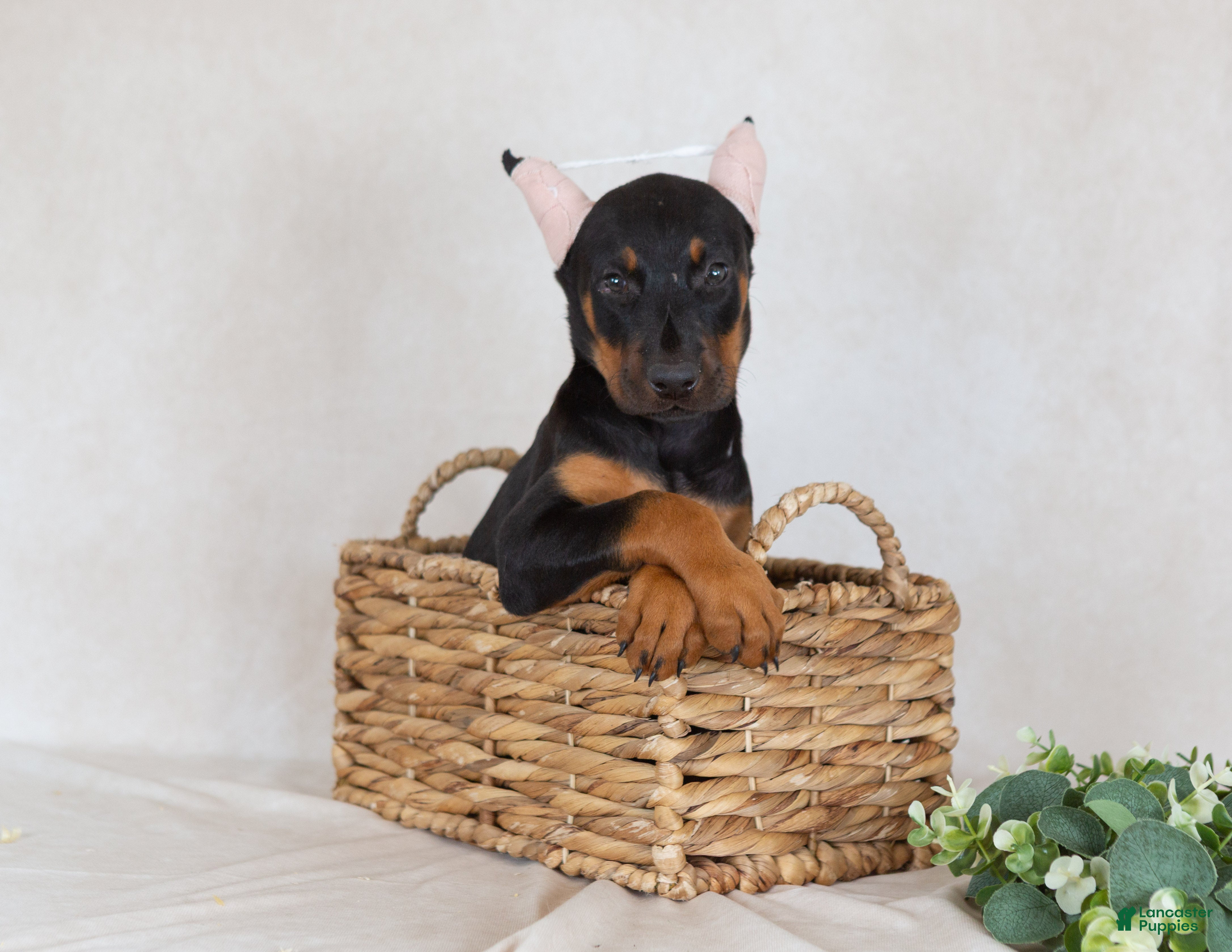 Doberman Pinscher dogs Sasha - Ad 1