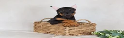 Doberman Pinscher dogs for sale: Sasha - Ad 6