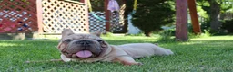 French Bulldog dogs for sale: French Bulldog Puppy 2 - Ad 5