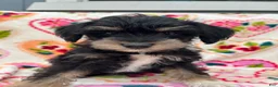 Miniature Schnauzer dogs for sale: Austin - Ad 5