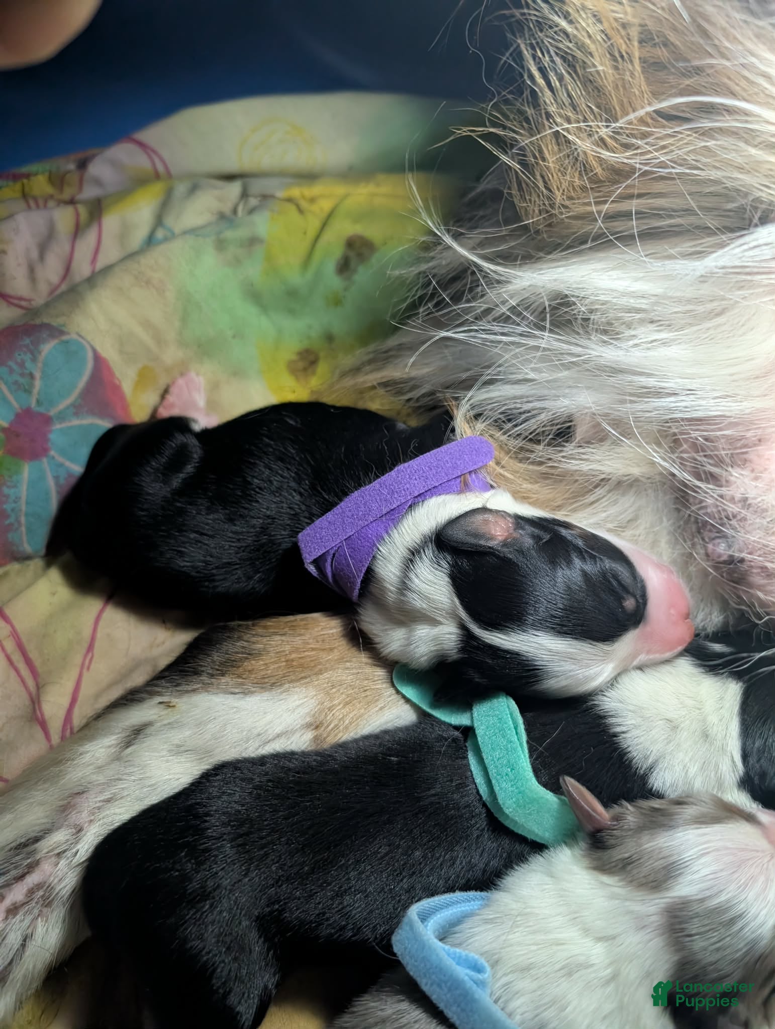 Australian Shepherd dogs Australian Shepherd Puppy 3 - Ad 40