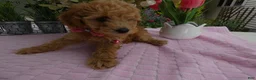 Toy Poodle dogs for sale: Toy Poodle 3 Missy - Ad 4