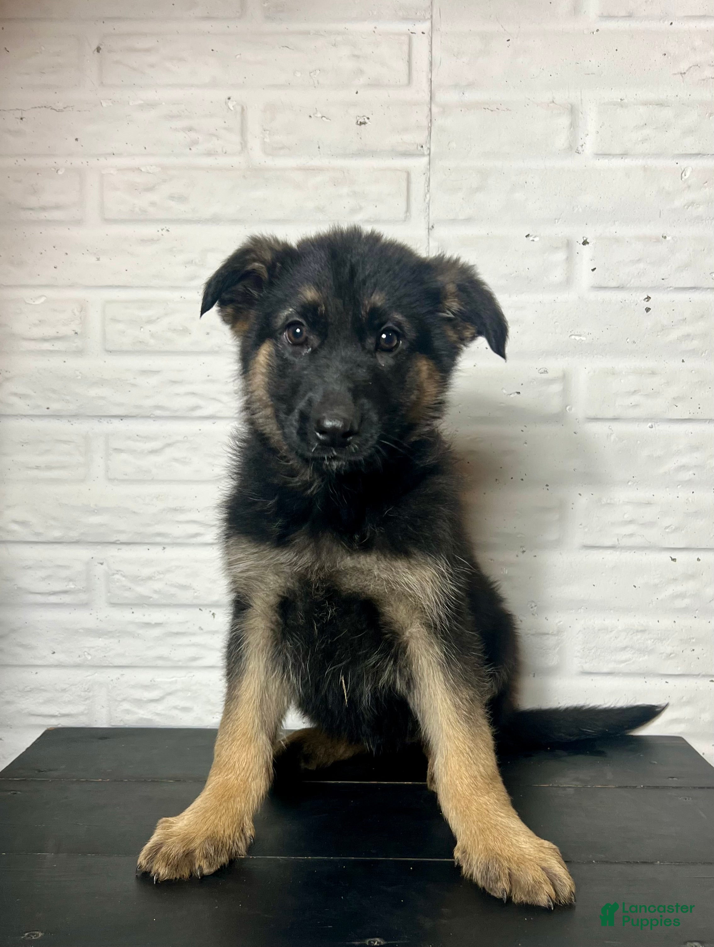 German Shepherd dogs Dixie - Ad 29