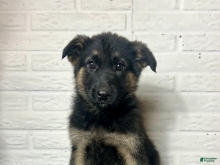 German Shepherd dogs Dixie - Ad 20