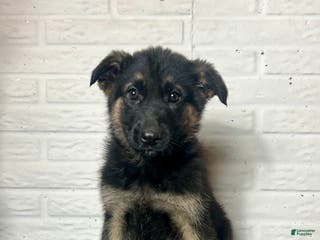German Shepherd dogs Dixie - Ad 24