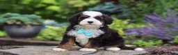 Mini Bernedoodle dogs for sale: Denzel - Ad 2