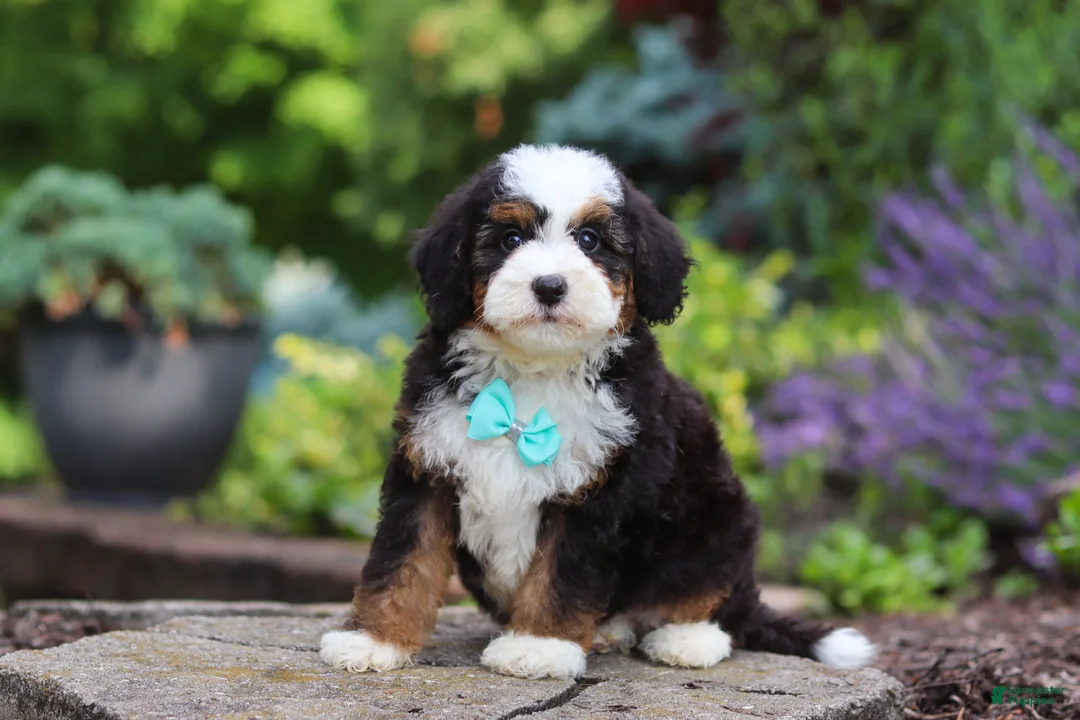 Mini Bernedoodle dogs for sale: Denzel - Ad 2