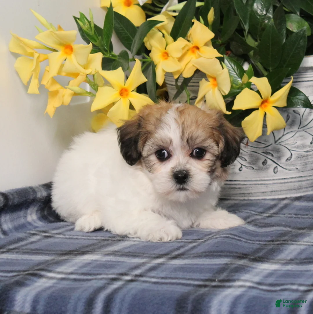 Teddy Bear dogs for sale: Odessa - Ad 5