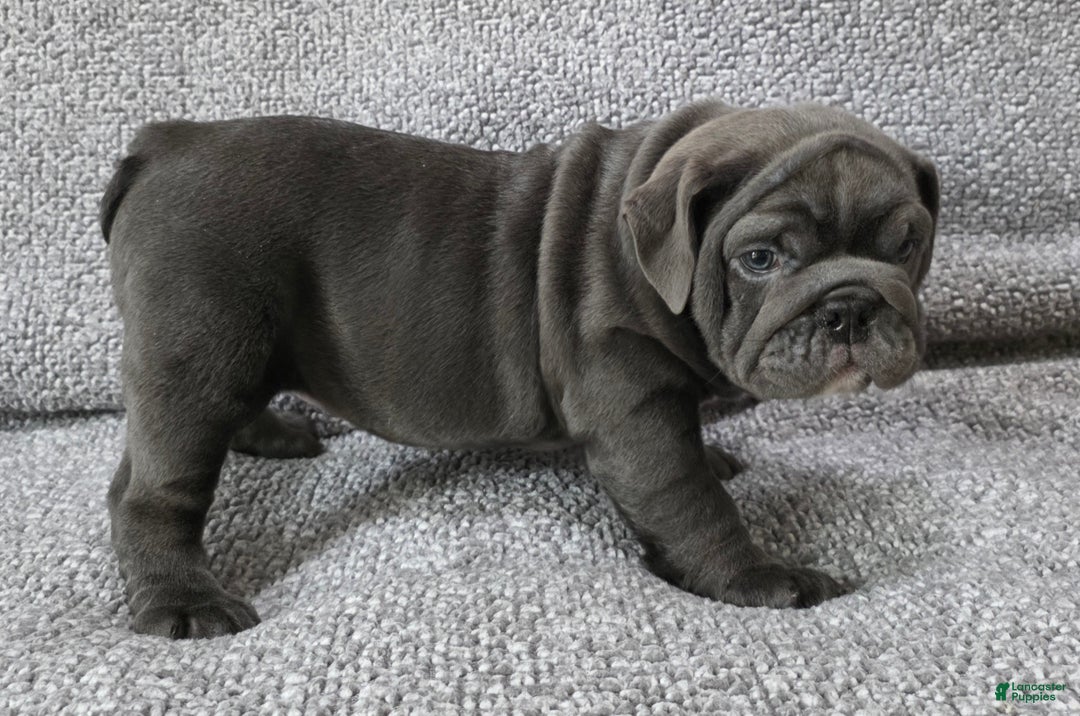 English Bulldog dogs for sale: Bell - Ad 1