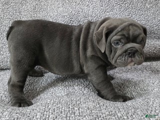 English Bulldog dogs Bell - Ad 33