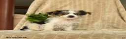 Morkie dogs for sale: Nile - Ad 3