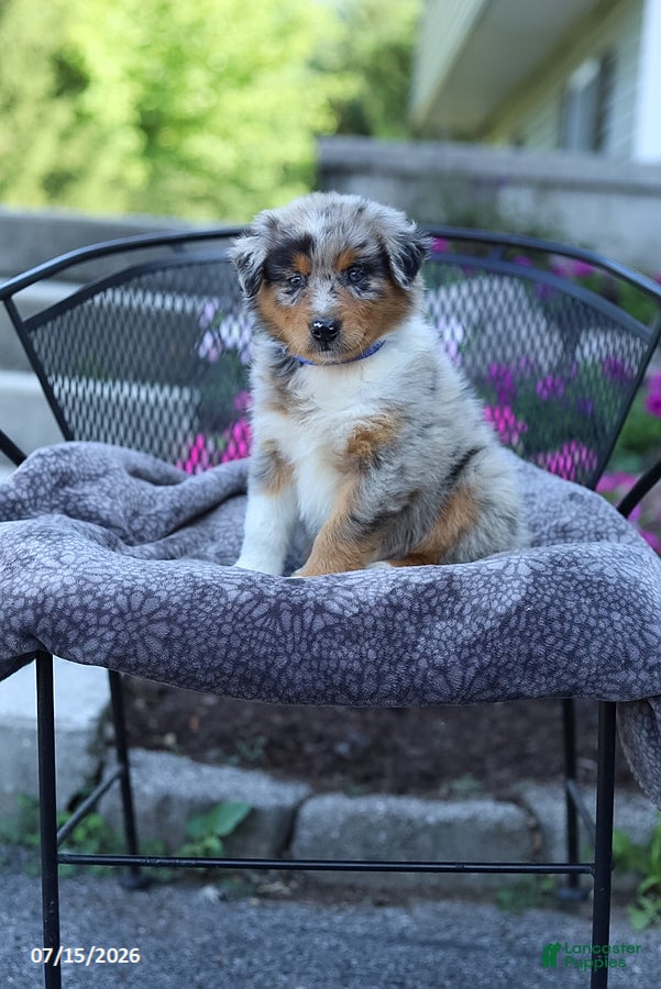 Australian Shepherd dogs Ryan - Ad 1