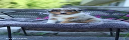 Australian Shepherd dogs for sale: Ryan - Ad 1
