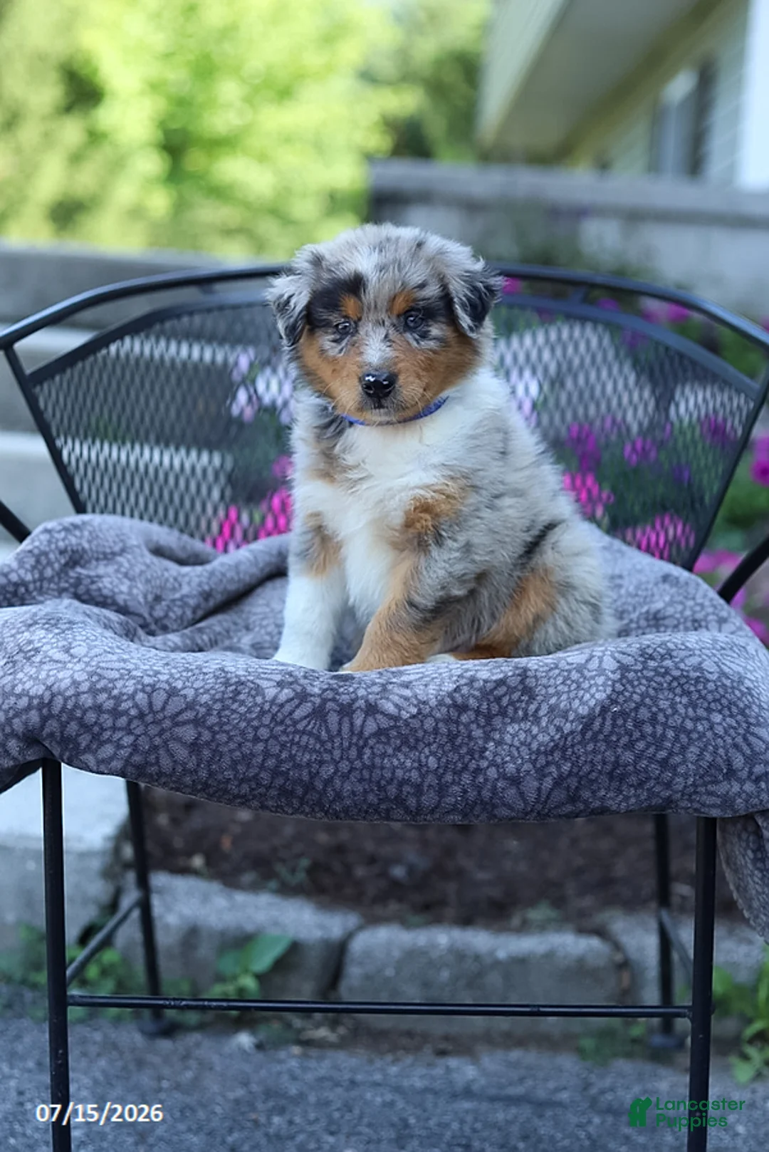 Australian Shepherd dogs for sale: Ryan - Ad 1