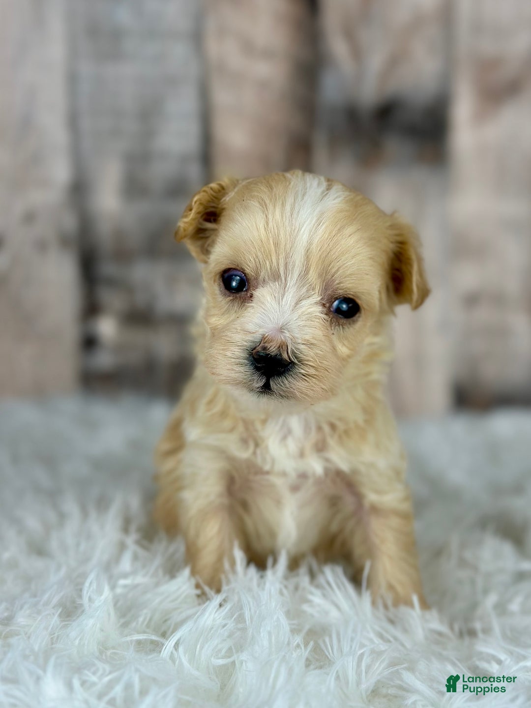 Maltipoo dogs for sale: Girl Nora - 0007 - Ad 1