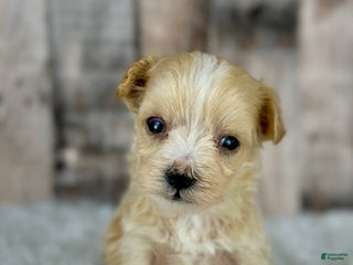 Maltipoo dogs Girl Nora - 0007 - Ad 41