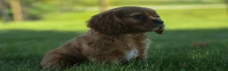 Cavalier King Charles Spaniel dogs for sale: Ford 💙 - Ad 14