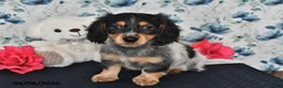 Miniature Dachshund dogs for sale: Ollie - Ad 3