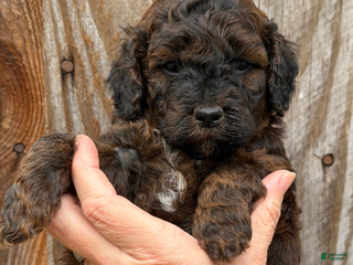 Goldendoodle dogs Black Collar Boy - Ad 4