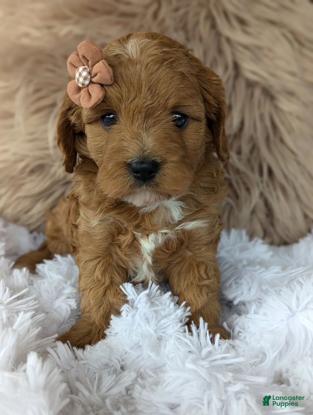 Cavapoo dogs for sale: Vivie  - Ad 1