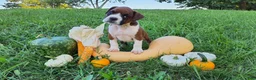 Boxer dogs for sale: Princess AKC - Ad 4