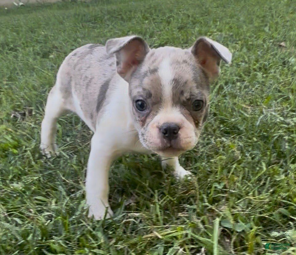 Frenchton dogs Sprite  - Ad 2