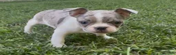 Frenchton dogs for sale: Sprite  - Ad 2