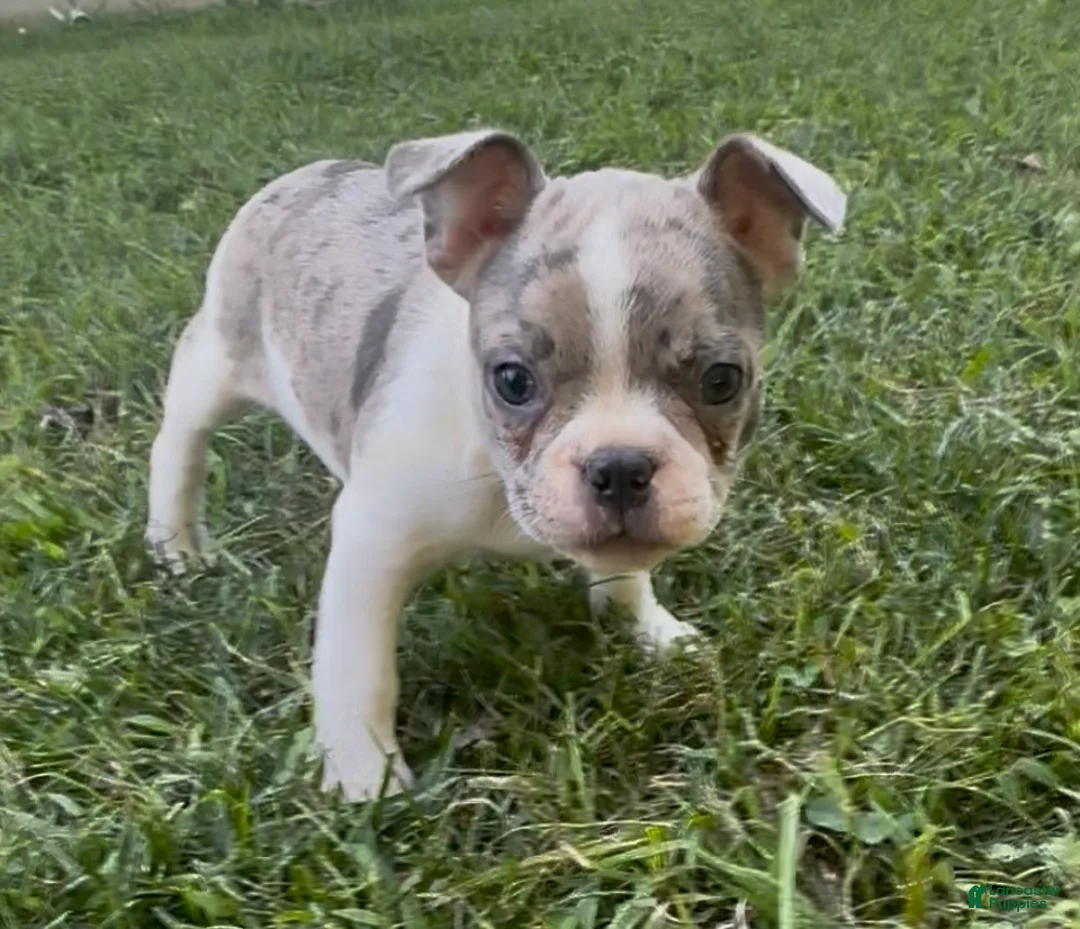 Frenchton dogs for sale: Sprite  - Ad 2
