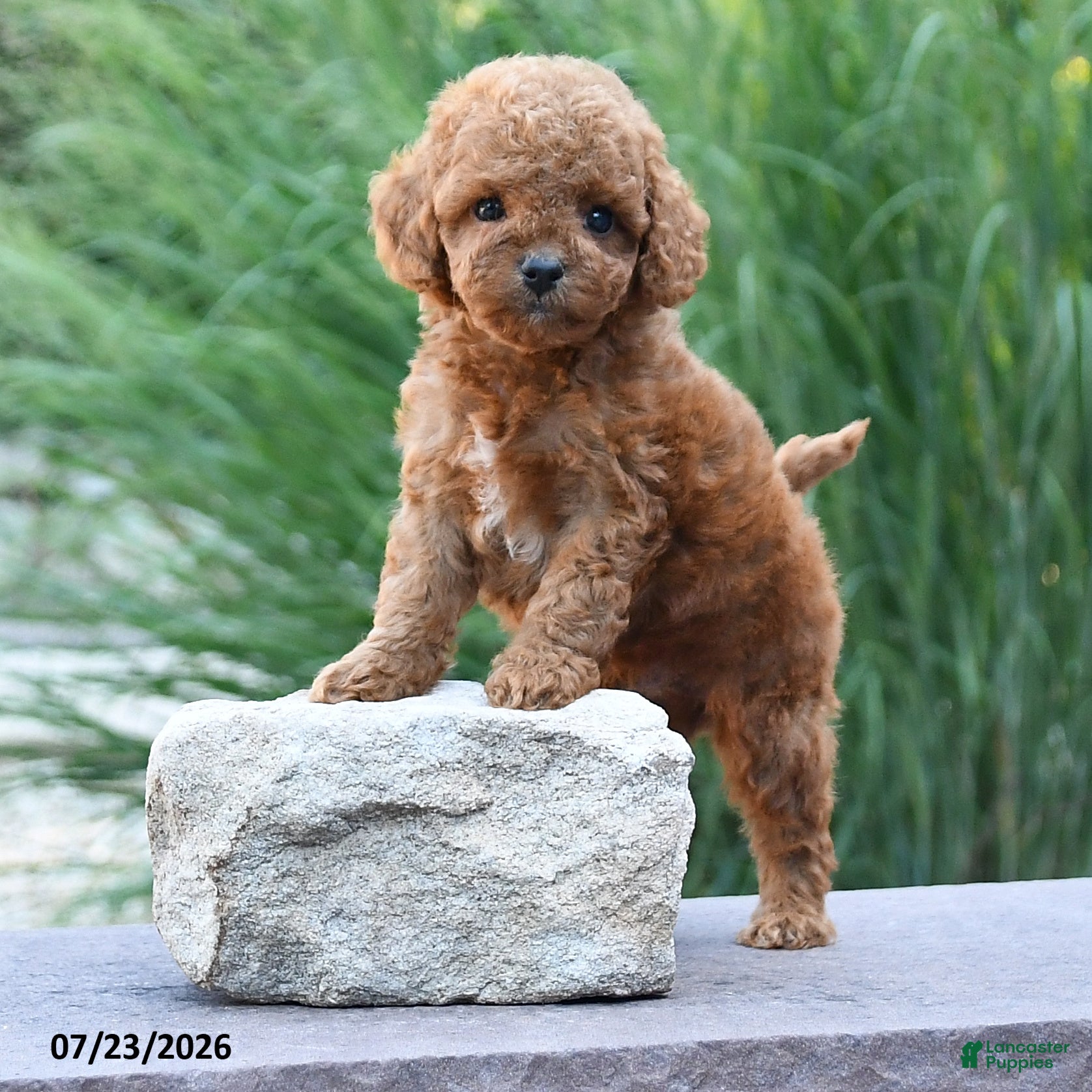 Toy Poodle dogs Tiny Lucky - Ad 2