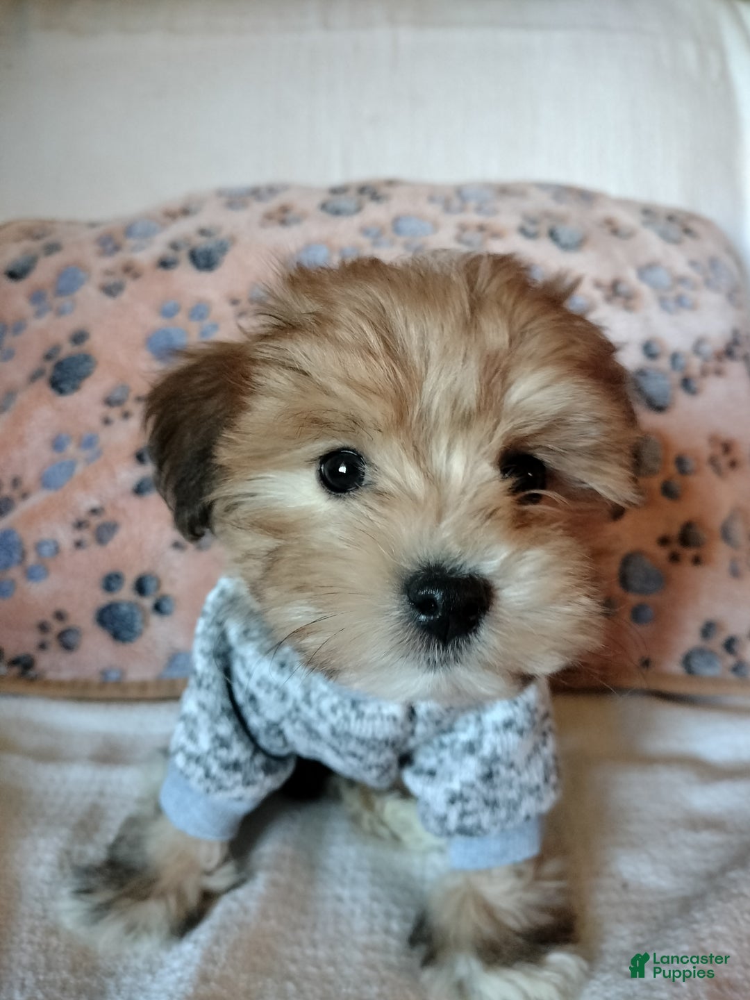 Mixed Breed dogs for sale: Orzo - Ad 4