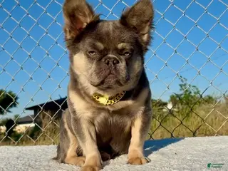 French Bulldog dogs for sale: Rocky - Rare Lilac Tan Fluffy in LA, CA - USA DELIVERY OPTIONS! - Ad 4