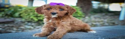 Cavapoo dogs for sale: RUSTY - Ad 10
