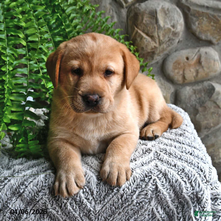 Labrador Retriever dogs Caramel - Ad 2