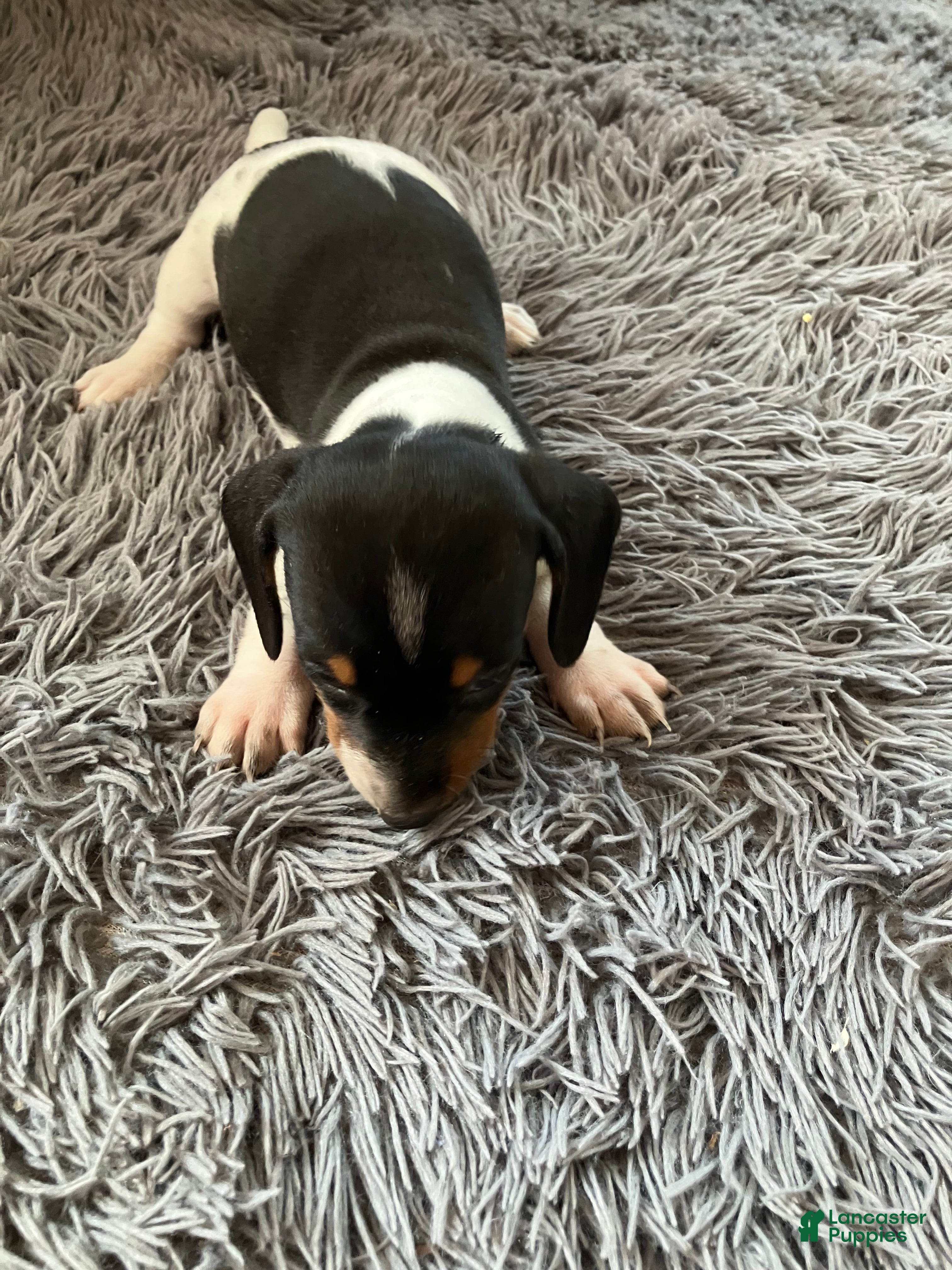 Miniature Dachshund dogs Akc Mina - Ad 8