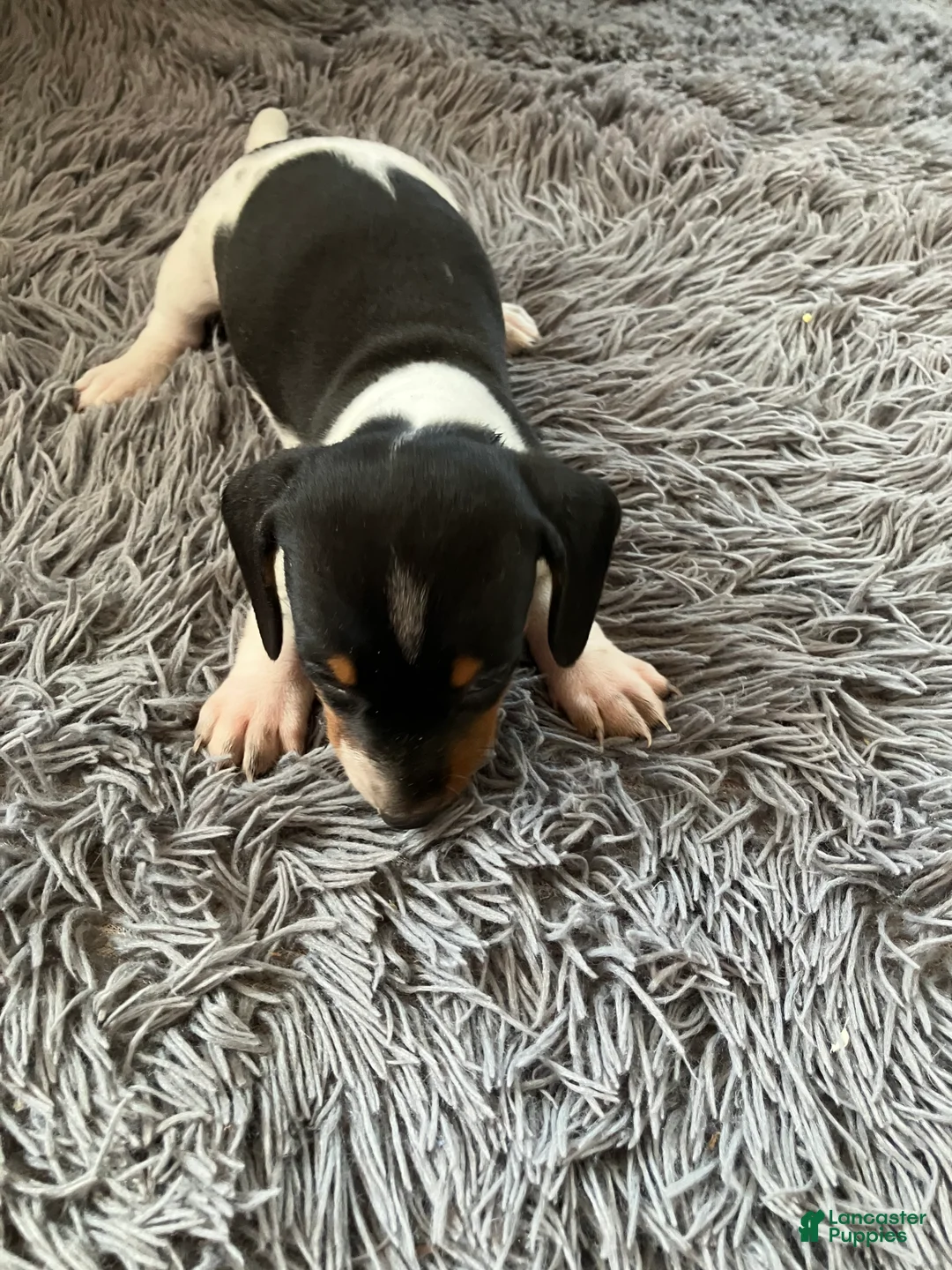 Miniature Dachshund dogs for sale: Akc Mina - Ad 1