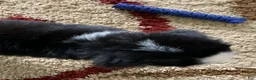Bernese Mountain Dog dogs for sale: Comanche  - Ad 10