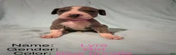 Great Dane dogs for sale: Lyra - Ad 3