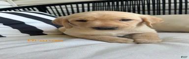 Labrador Retriever orange 
