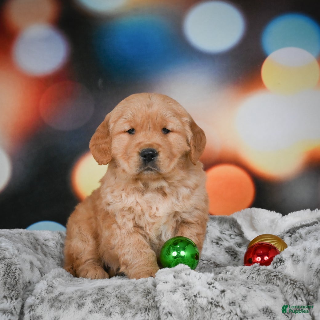 Golden Retriever dogs Charlie - Ad 37