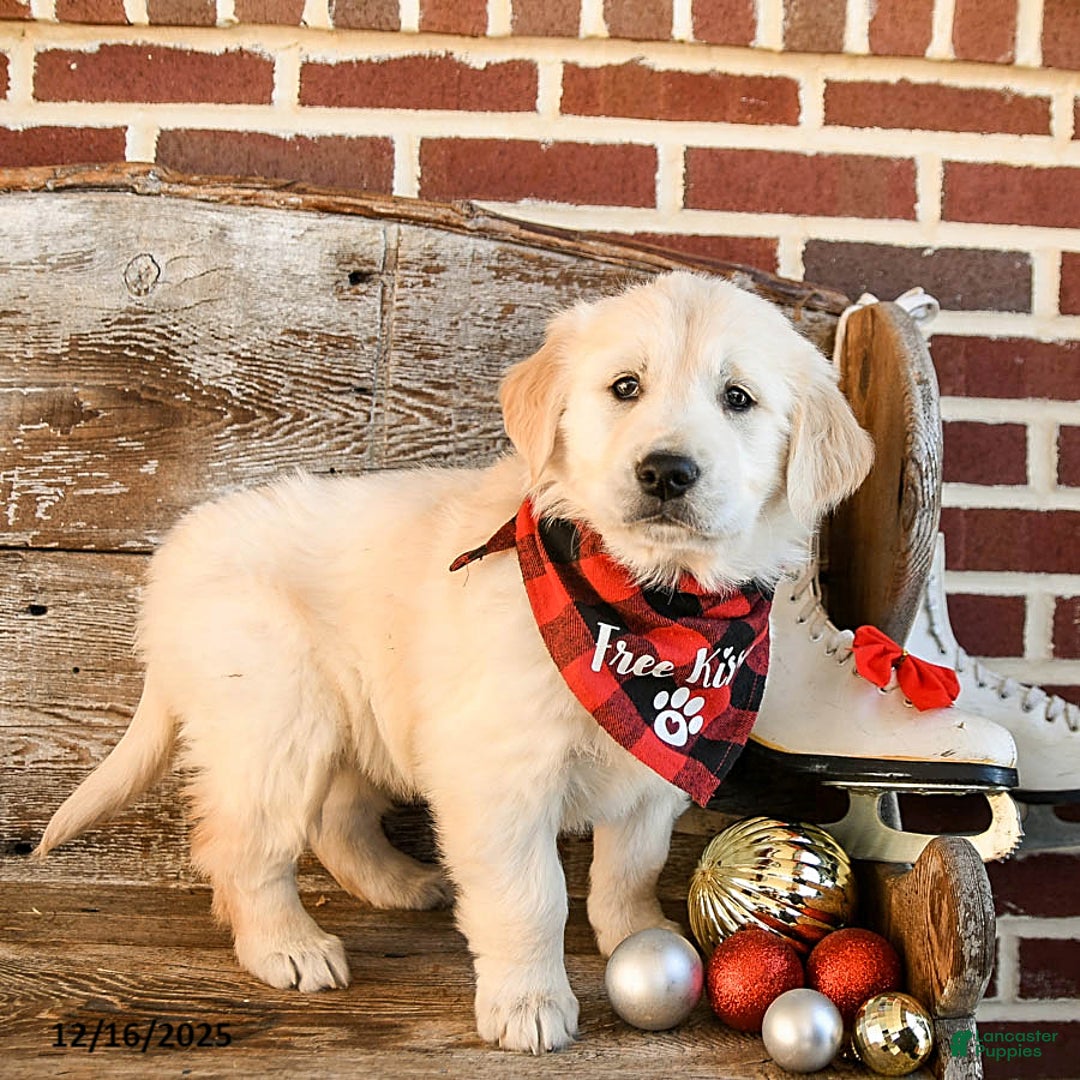 Golden Retriever dogs for sale: Lady - Ad 1