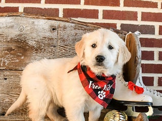 Golden Retriever dogs Lady - Ad 26