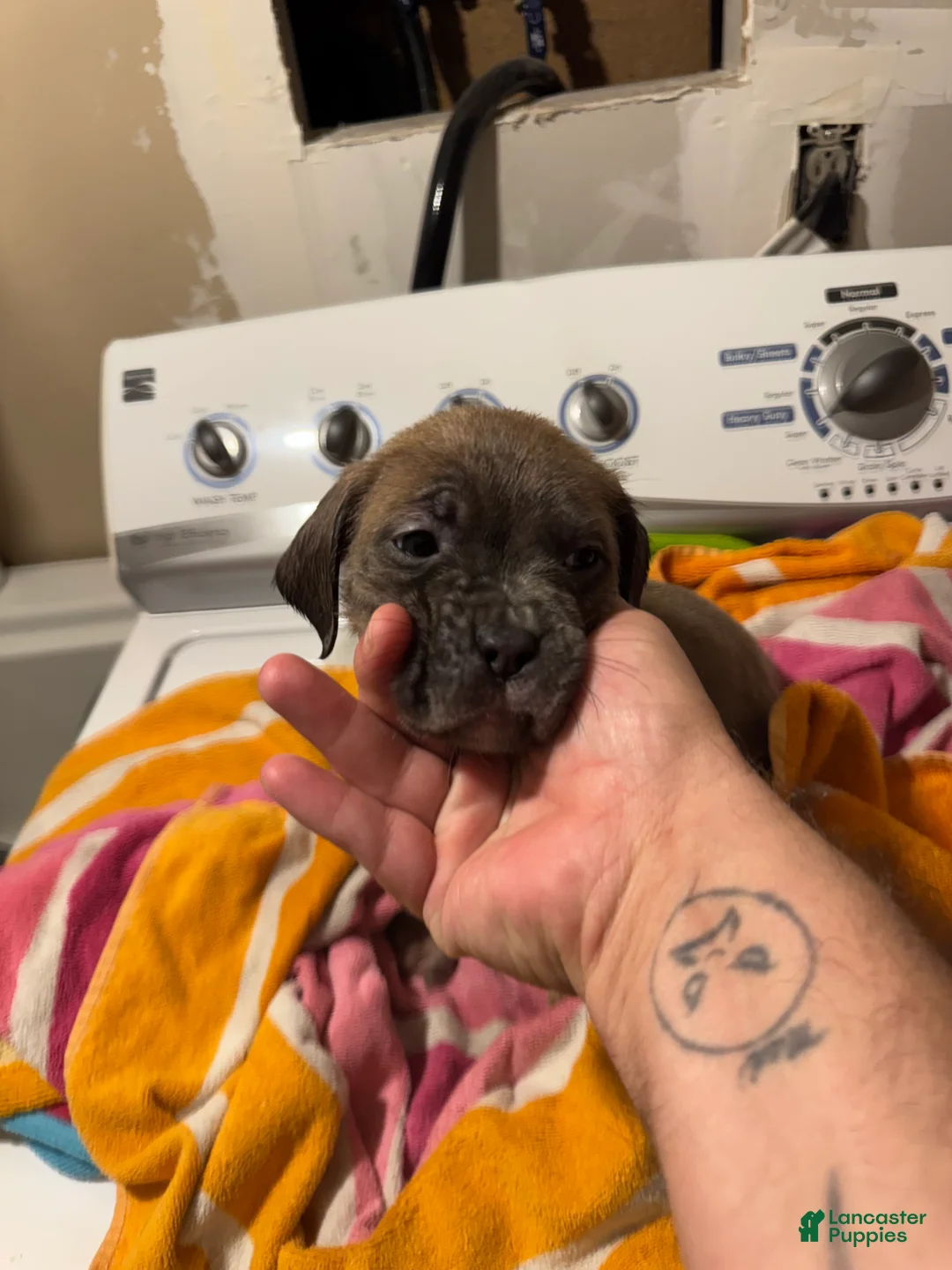 Mixed Breed dogs for sale: Mixed Breed 8 - Ad 2