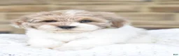 Mixed Breed dogs for sale: Sally - Ad 6