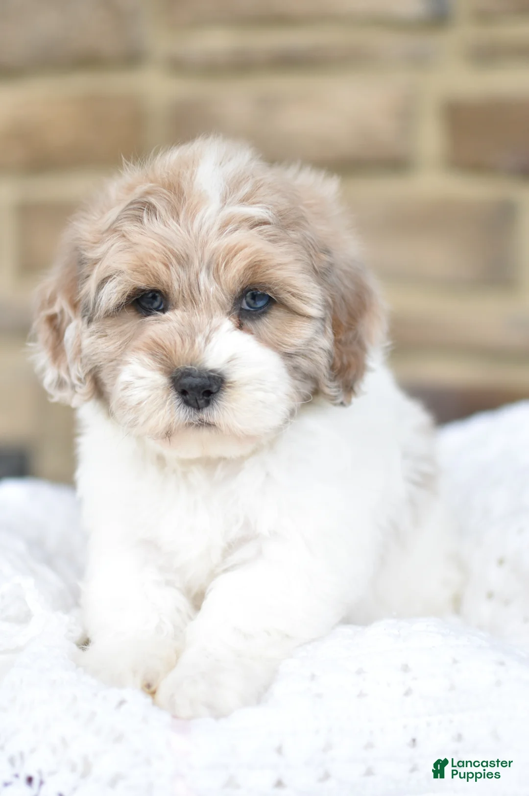 Mixed Breed dogs for sale: Sally - Ad 6