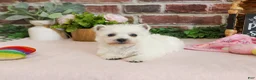 West Highland Terrier dogs for sale: Caroline - Ad 2