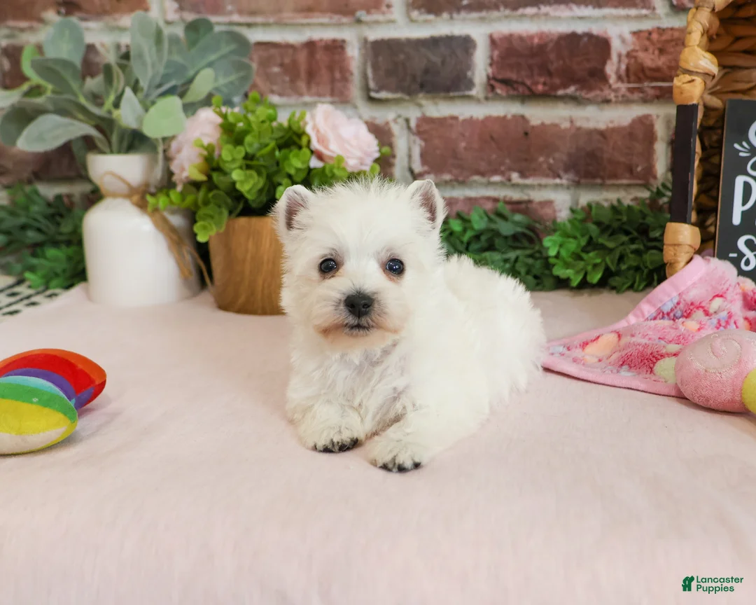 West Highland Terrier dogs for sale: Caroline - Ad 2
