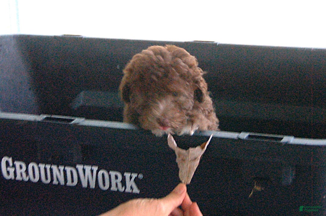 Miniature Poodle dogs for sale: Miniature Poodle Puppy 7 Andy - Ad 12